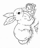 Cottontail Coloring Peter Pages Getcolorings Color Printable sketch template