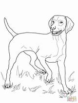 Vizsla Coloring Pages Dog Printable Drawing Dogs Coon Colouring Color Puppy Coonhound Supercoloring Adult Sheets Redbone Version Click Kids Super sketch template