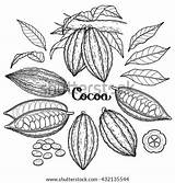Coloring Cacao Cocoa Graphic Template Exotic sketch template