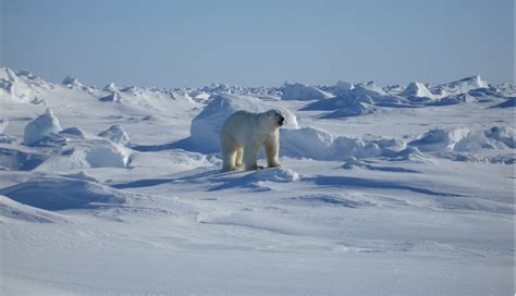 images landscape nature snow cold winter wild fur glacier mammal predator polar