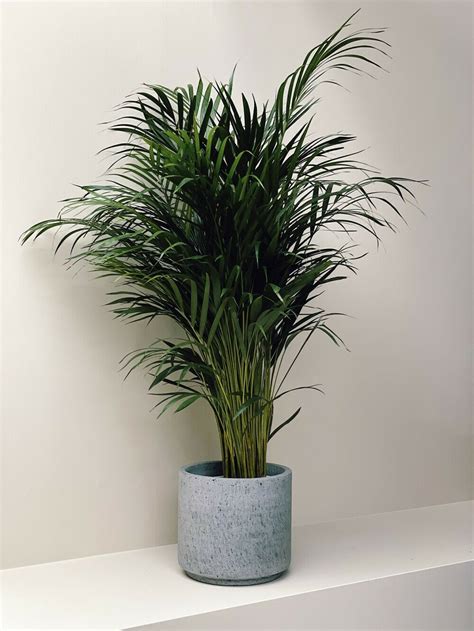 areca palm goudpalm met grijze fiberstone bloempot kopen  plant