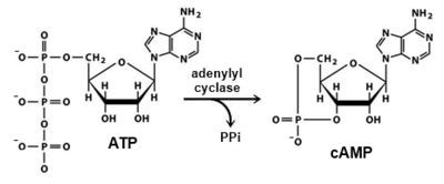 adenylyl cyclase proteopedia life