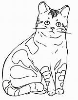 Cat Coloring Pages Realistic Drawing Printable Sheets Sad Pete Halloween Kitten Template Cool Cats Color Shape Templates Baby Getdrawings Popular sketch template