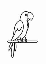 Parrot Kleurplaat sketch template