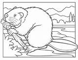 Beaver Coloring Pages Colouring Biber Printable Dam Clipart Beavers Animal Drawing Ausmalbilder Animals Adult Getdrawings Education Coloringcorner Crafts School Explore sketch template