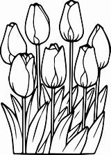 Tulips Colouring Papaveri Tulipanes Getdrawings Springtime Wecoloringpage Crayons Pencils Markers sketch template