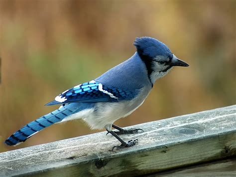 blue jay facts birds flight