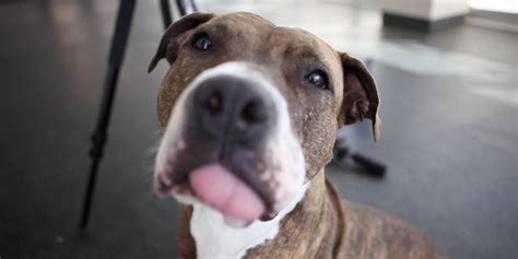 truth  pit bulls video huffpost