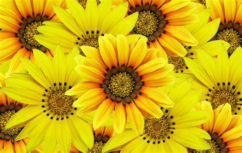 gele bloemen informatie