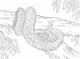 Coloring Pages Anaconda Python Yellow Snake Realistic Drawing Printable Color Burmese Para Colorir Sucuri Desenho Cobra Sketch Colouring Clipart Supercoloring sketch template