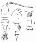 Afbeeldingsresultaten voor "pleuromamma Gracilis". Grootte: 150 x 175. Bron: copepodes.obs-banyuls.fr