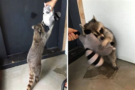 40 photos will prove you that raccoons are adorable barnorama