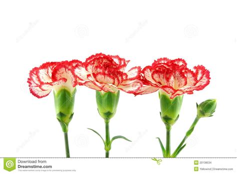 red and white carnation flower isolated on white stock