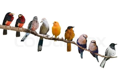 perching birds isolated  white stock image colourbox