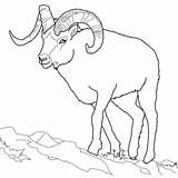 Sheep Coloring Dall Pages Tundra Drawing Outline Bighorn Animals Printable Schaf Ausmalbild sketch template