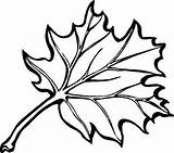 Coloring Leaf Pages Large Template Clipart Az Clipartbest sketch template