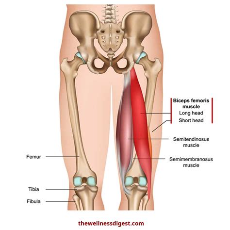 biceps femoris muscle knee thigh pain  tam