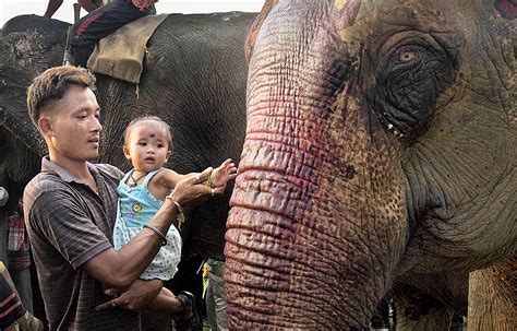 human elephant conflict latest articles videos and photos of human