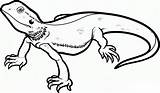 Lizard Coloring Pages Printable Kids Reptile Dragon sketch template