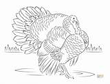 Turkeys Thebalance Colouring sketch template