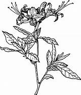 Azalea Honeysuckle Shrub Reviving Flavor Prek Flowers Emaze Pngegg I2clipart Carpelo Feast sketch template