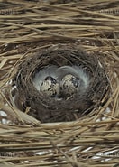 白い羽の卵 チャプター に対する画像結果.サイズ: 132 x 185。ソース: plus.amanaimages.com