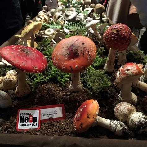 plants mushrooms oregon poison center