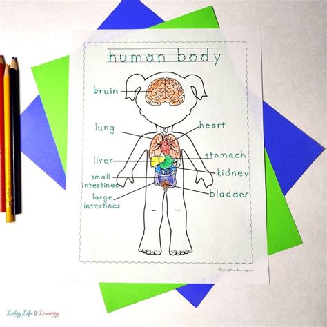 human body coloring pages  kindergarten