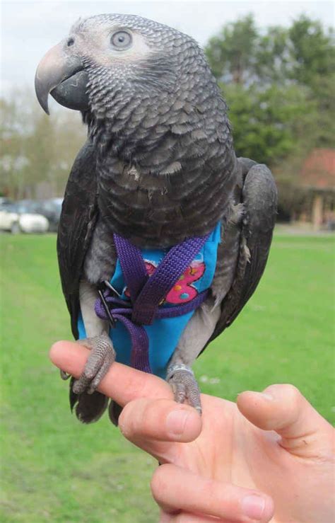 pet parrot saves woman  attack  london park african grey parrot london park african grey