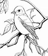 Coloring Nightingale Getcolorings Bird sketch template