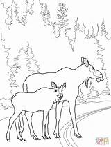 Moose Coloring Calf Pages Cow Drawing Crossing Road Printable sketch template