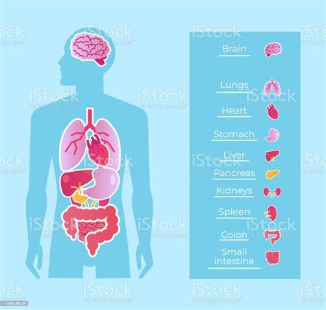 human man people anatomy internal organs system banner poster scheme