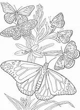 Coloring Butterfly Butterflies Colorpagesformom Pages Adult Color Printable Adults Coloringpages Beautiful Book Advance Awesome Books Colouring sketch template