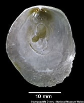 Afbeeldingsresultaten voor "pododesmus Squama". Grootte: 167 x 206. Bron: naturalhistory.museumwales.ac.uk