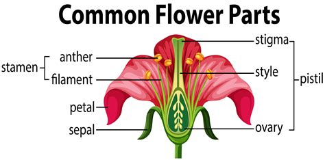 Diagram Of The Parts Of A Flower Parts Of A Flower