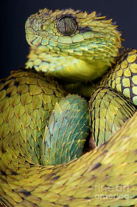 hairy bush viper photograph by reptiles4all