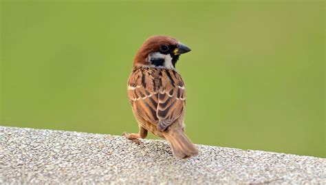 praise  lbjs tree sparrows ray cannons nature notes