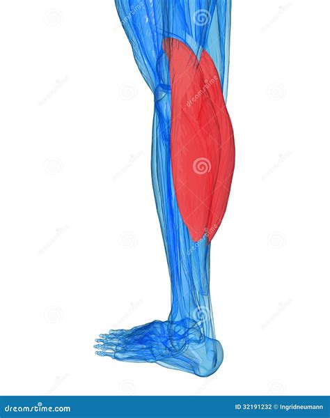 calves anatomy muscles stock photography image