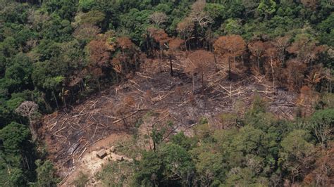 enorme toename ontbossing amazone dit  heel slecht nieuws voor de natuur rtl nieuws