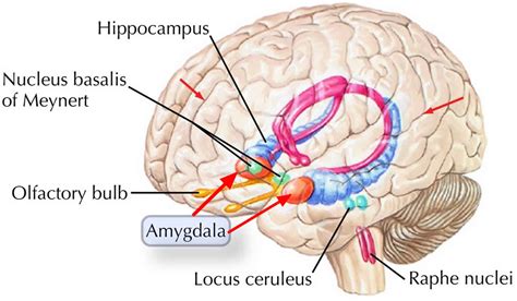 amygdala function location    amygdala  damaged