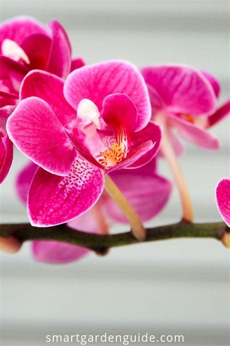 Orchid Care For Beginners Make Growing Phalaenopsis Orchids At Home