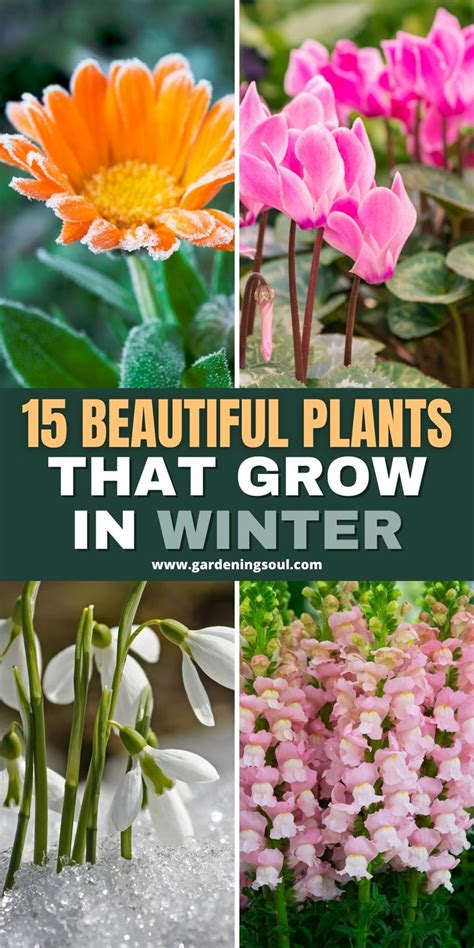 beautiful plants  grow  winter winter flowers garden winter