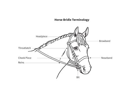 bridle labeled horse tack horse anatomy horses