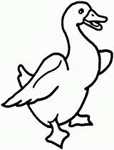 Coloring Printable Animal Goose Clipart Cartoon Pages Duck Color Print Baby Clip Bird Pic Library Cliparts Book Clipartmag Popular Comments sketch template