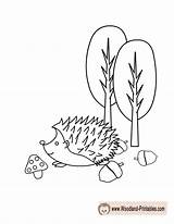 Coloring Woodland Pages Hedgehog Animals Printable Cute Printables Getdrawings sketch template