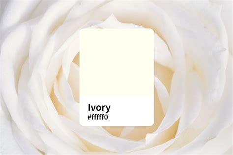 everthing  ivory color  ultimate guide