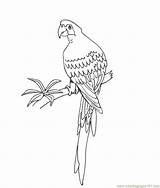Parrot Coloring Pages Parrots Color Drawing Popular Printable Getdrawings Birds Library Clipart sketch template
