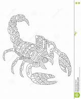 Scorpion Coloring Adults Vector Illustration Zodiac Preview sketch template
