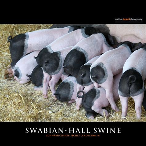 swabian hall swine flickr photo sharing