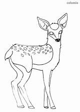 Fawn sketch template